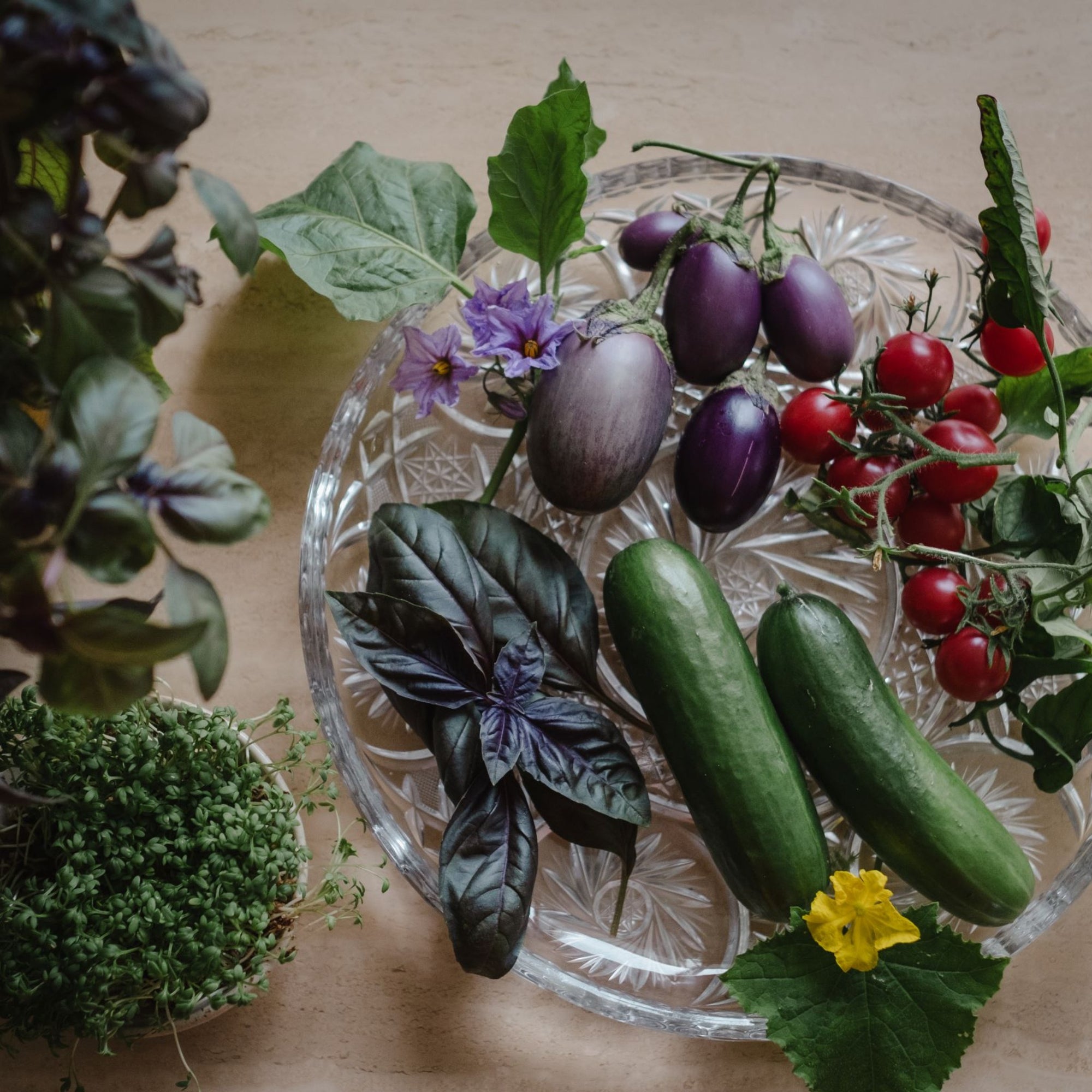 Window Deco Collection, frökollektion för inomhusodling av ätbara växter