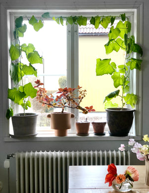Window Deco Collection, frökollektion för inomhusodling av ätbara växter